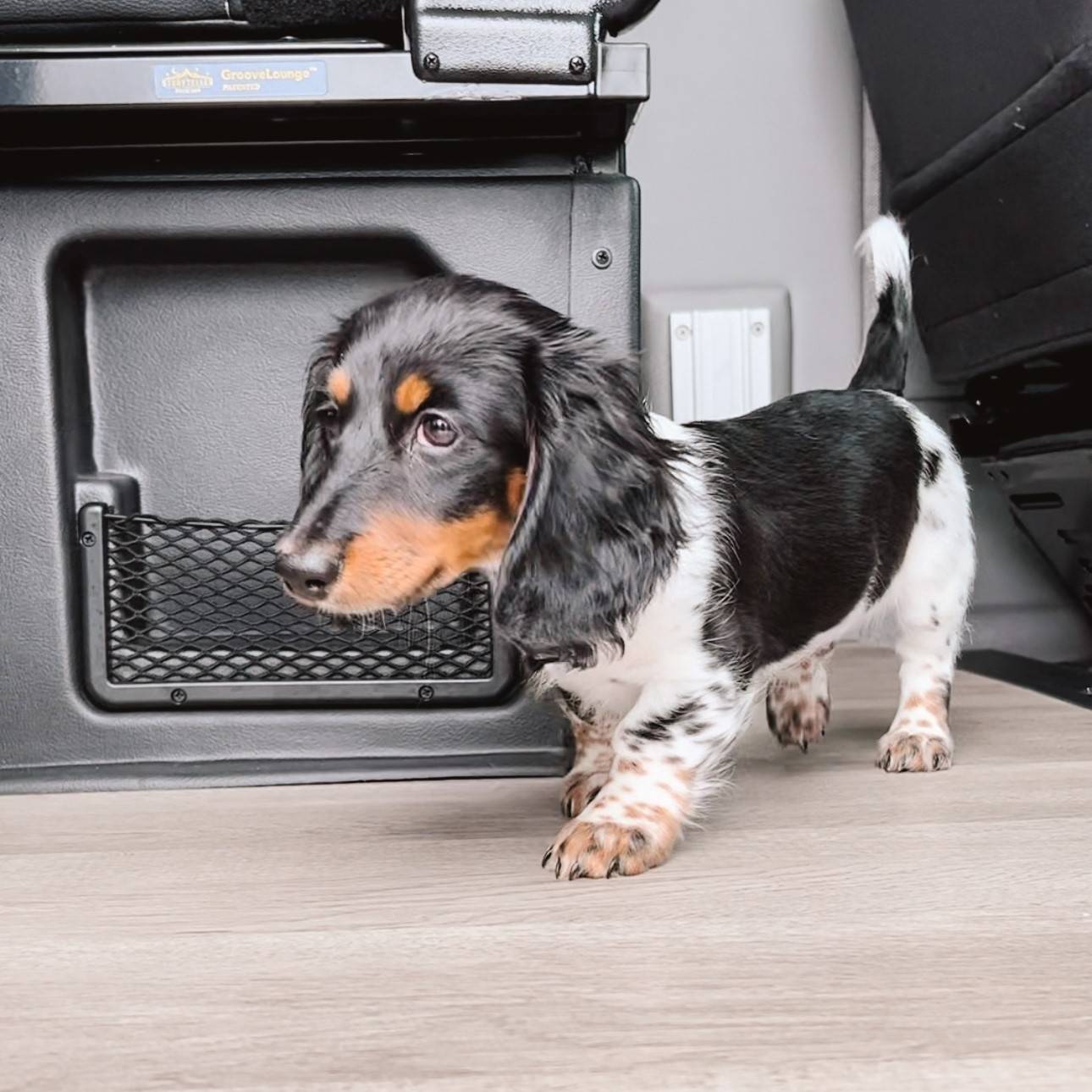 Best dog vans sales